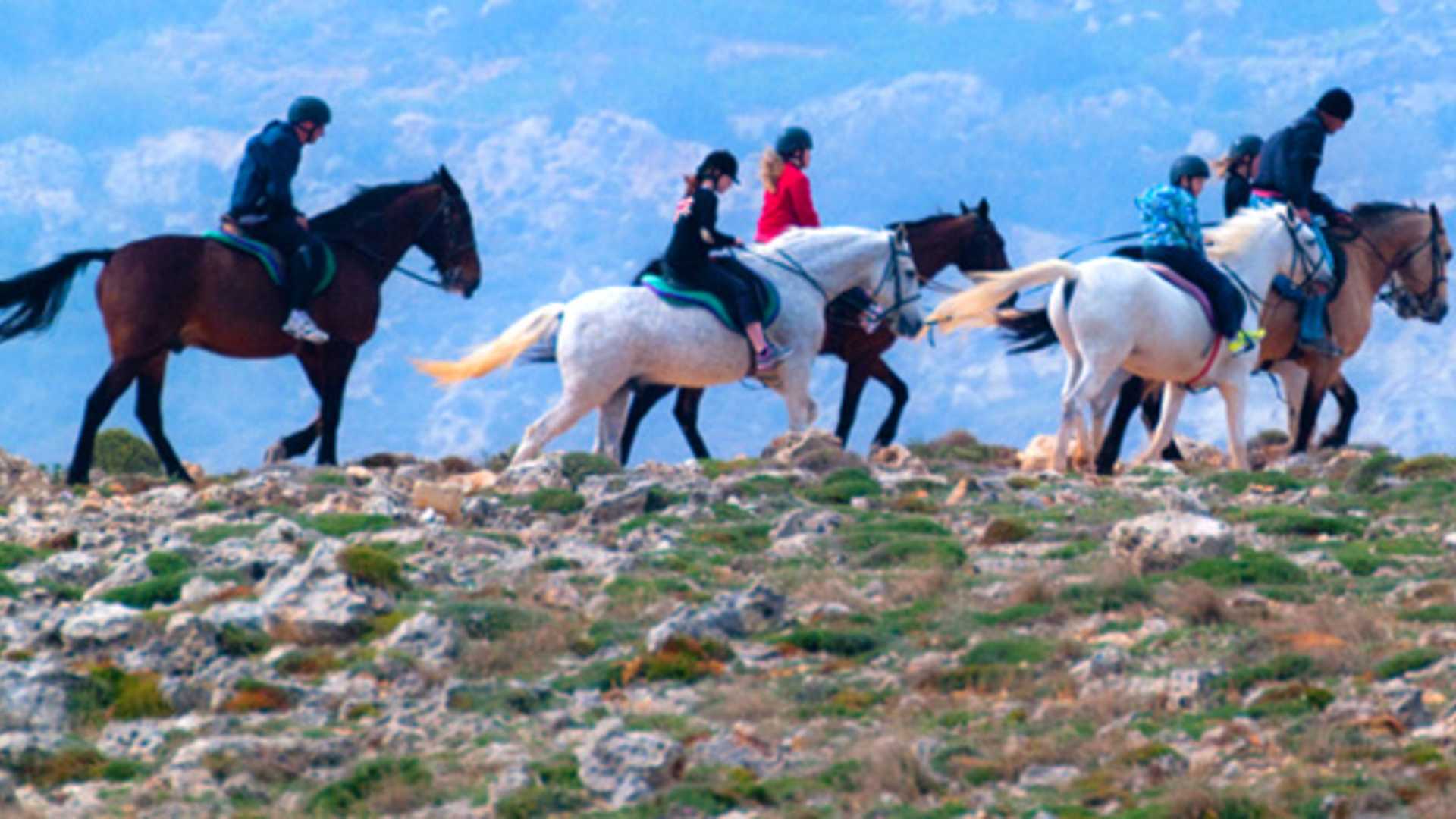 Alpha adventure horse
